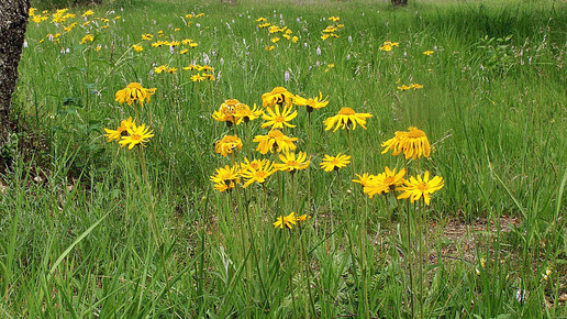 2001-arnika-Bernd Haynold-wiki-CC BY-SA 2 5