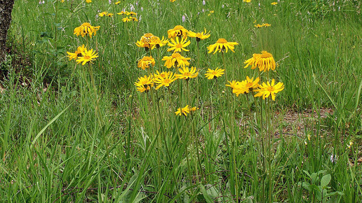 2001-arnika-Bernd Haynold-wiki-CC BY-SA 2 5