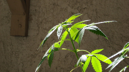 Die Linke: Cannabis-Initiative im Landtag