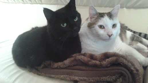 Katze mit Corona infiziert