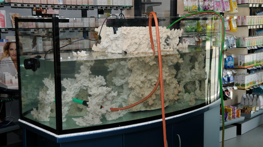 aquarium1 nelken-apo