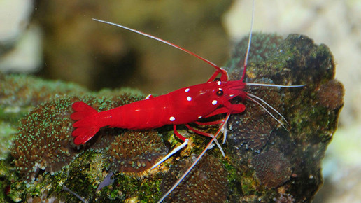 aquarium22 Kardinalsgarnele nelken-apo