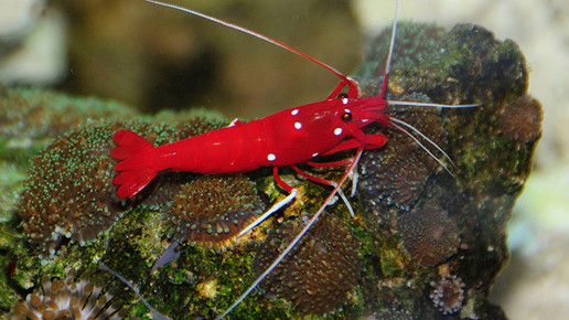 aquarium22 Kardinalsgarnele nelken-apo