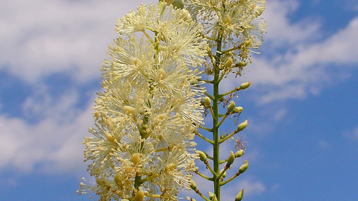 traubensilberkerze wiki h zell cc by sa 30