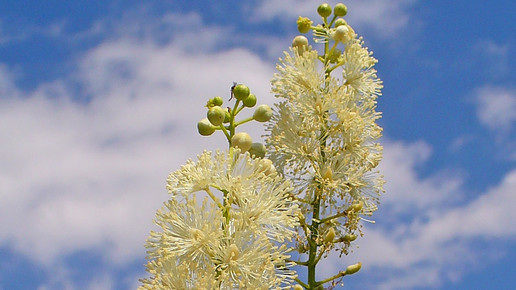 traubensilberkerze wiki h zell cc by sa 30