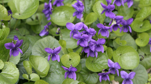 Viola odorata wikipedia