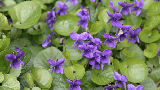 Viola odorata wikipedia
