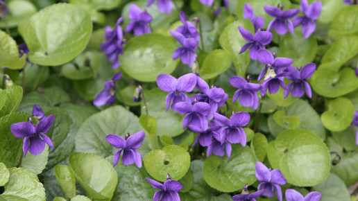 Viola odorata wikipedia