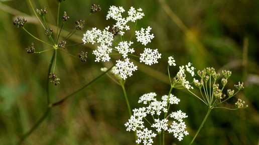 pimpinella anisum anis aa