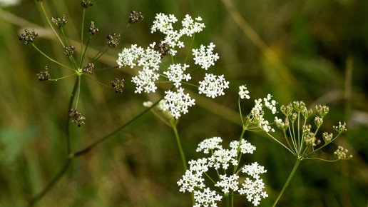 pimpinella anisum anis aa