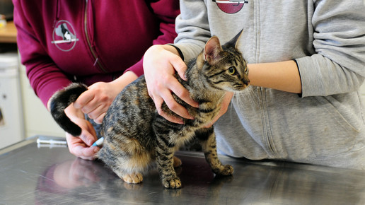 tierarzt nurkatze eh