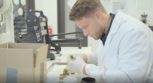 Apotheker Daske überprüft die Qualität von Medizinalcannabisblüten.