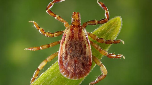 zecke gelbfieber CDC  Christopher Paddock