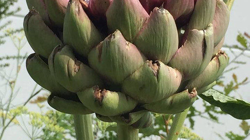 ptal sticker pflanze ptal