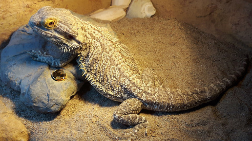 schatz des drachen 161228