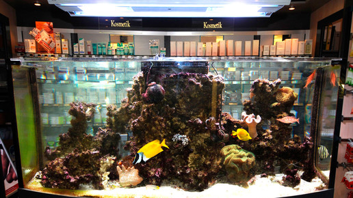 aquarium15 nelken-apo