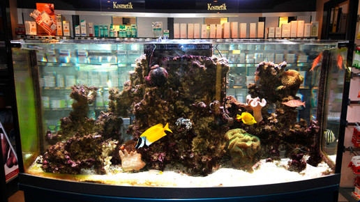 aquarium15 nelken-apo
