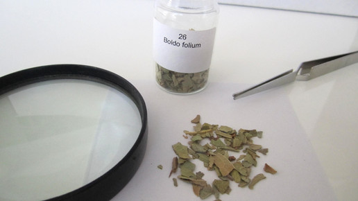 Boldo folium 2 aa