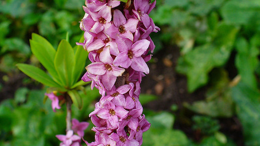 Daphne mezereum H Zell wikipedia CC BY SA 3.0