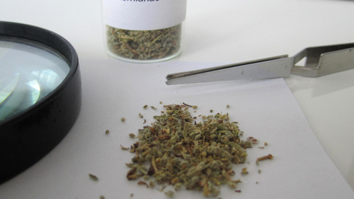 Herniarae herba 2 aa