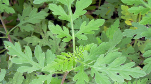 Bayern: Gefährliche Ambrosia-Pflanzen breiten sich aus