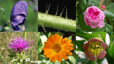 Welches Blümlein steht am Wegesrand?