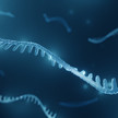MicroRNA: Therapieoptionen in der Pipeline