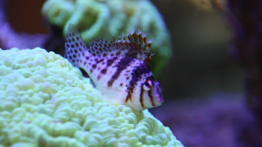 aquarium33 apo dr aurnhammer