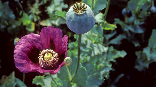 Papaversomniferum opium schlafmohn wiki