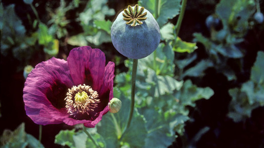 Papaversomniferum opium schlafmohn wiki