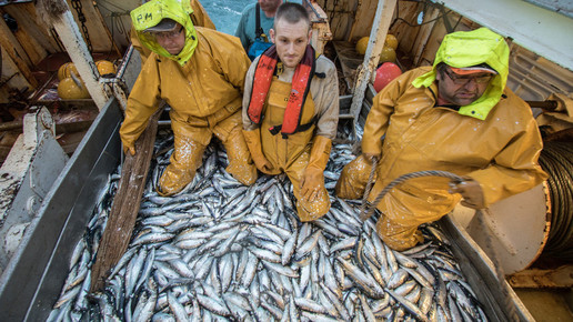 msc hering2 fischfang msc