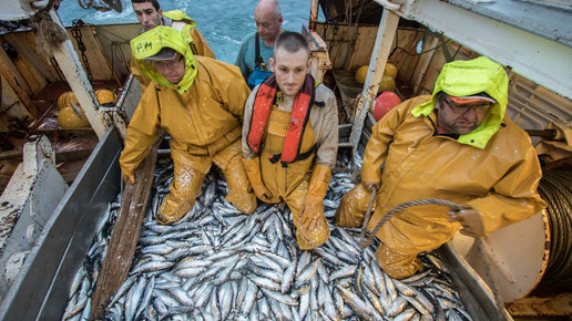 msc hering2 fischfang msc