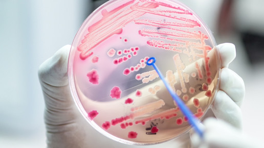 Neues Antibiotikum: Clovibactin gegen Resistenzen