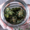 Angestellter vertickt Cannabis in Apotheke