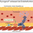 Pycnogenol® und das Endothel: Evidenz aus aktuellen Studien