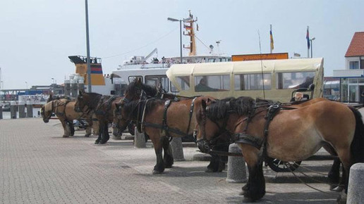 seehundapotheke5 erich hrdina