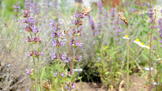 weleda garten blumen natur wiese2 eh