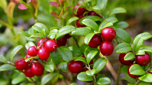 Blasenentzündung: Cranberry reduziert Antibiotika-Gabe