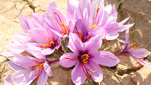 Cefak setzt auf Safran und Curcumin