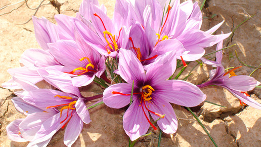 ernte safran afghanistan klenk 5 02