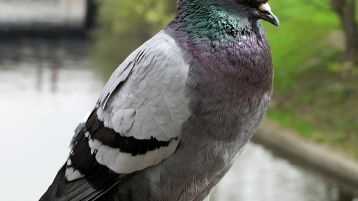 China: Duftkissen gegen Vogelgrippe
