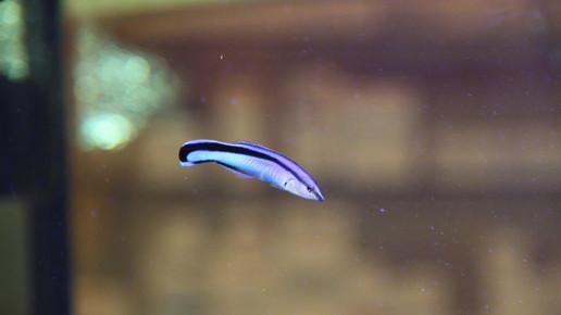 aquarium22 apo dr aurnhammer