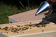 Hevert Imker Sv H3 20160607 pr pic web