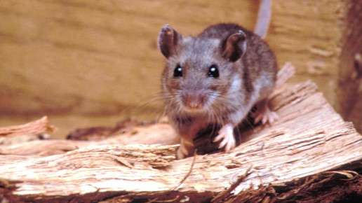 Maus CDC James Gathany