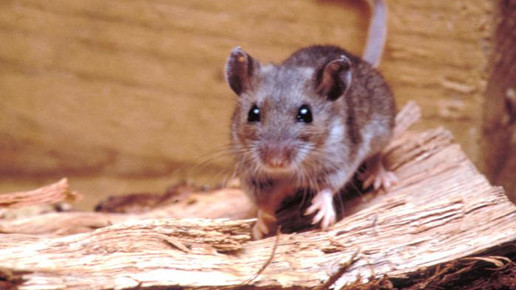 Maus CDC James Gathany