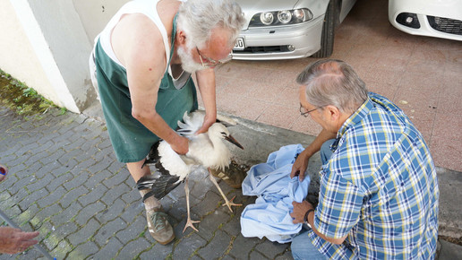 storch7 beyschlagsche apo holger peter
