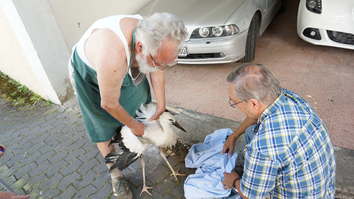 storch7 beyschlagsche apo holger peter
