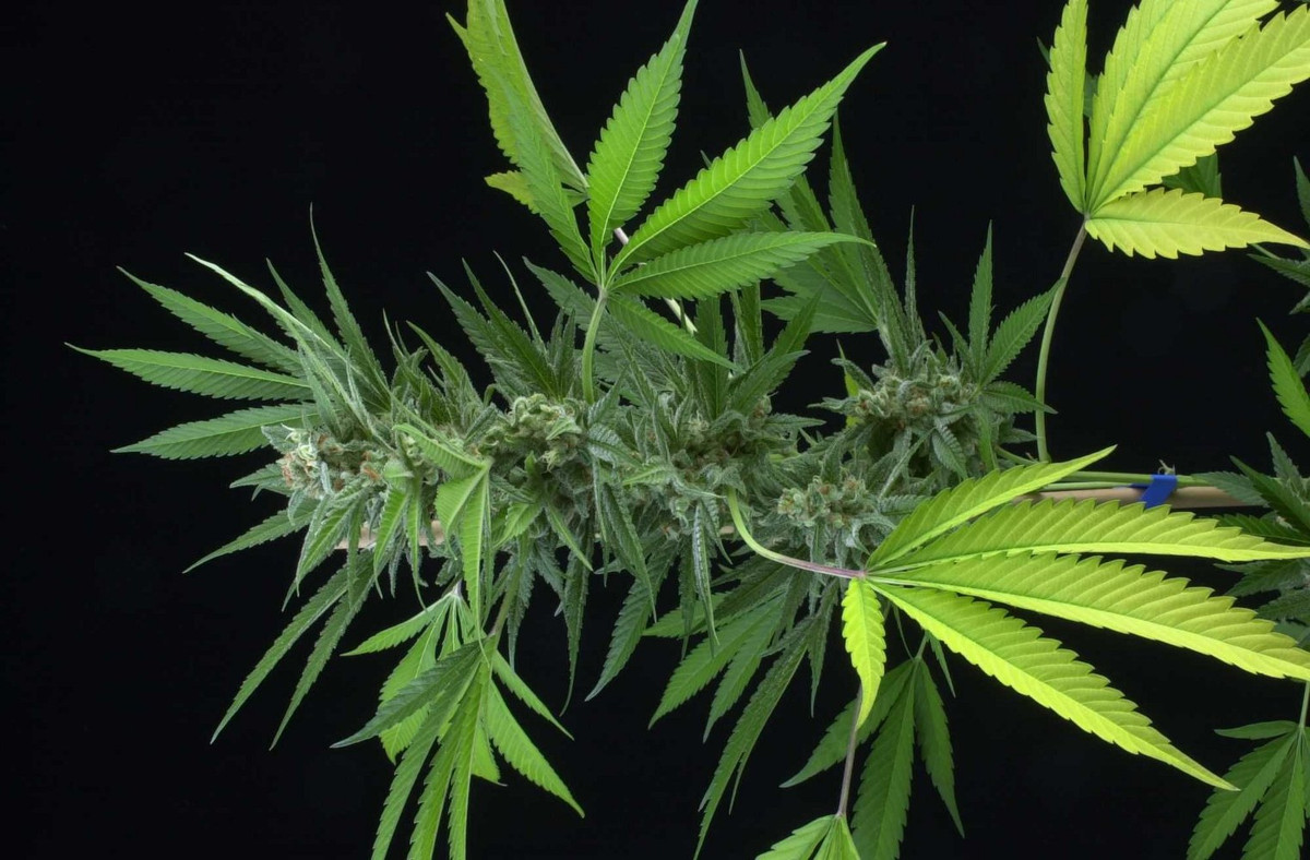 Tausende fordern Cannabis-Legalisierung