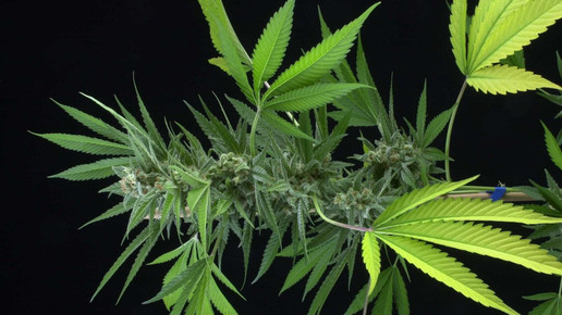 Börse verbannt Cannabis-Aktien