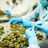Cannabis-Plantage von Aurora